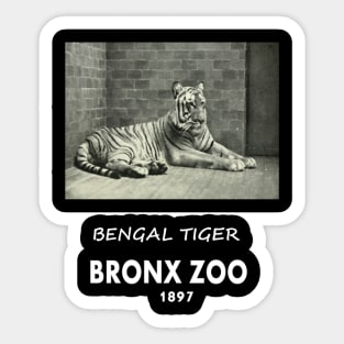 ART OF ZOO - BENGAL TIGERPHOTOGRAPH ~BRONX ZOO -1897 Sticker